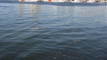 İzmir Körfezi'nde Balık Tutma İsyanı