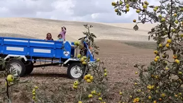 Yunak'ta Alıç Ağaçları İlgi Görüyor