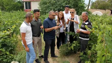 Erciş Üzümü Denetimlerden Geçti