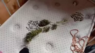 Borçka'da Uyuşturucu Operasyonu