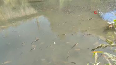 Bartın Irmağı'nda Toplu Balık Ölümleri