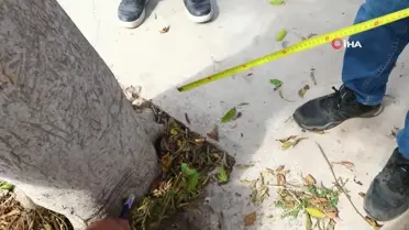 Bodrum'da Ağaçlara Zarar Verenler Tespit Edilecek