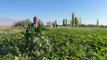 Şeker Pancarında Alım Fiyatı Tartışması