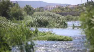 Yılan Balığı İçin Habitat Koruma Çağrısı