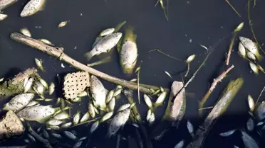 Gediz Nehri'nde Balık Ölümleri