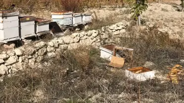 Beypazarı'nda Ayı Saldırısı: 15 Arı Kovanı Zarar Gördü