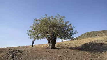 Tunceli'de Çedene Hasadı Başladı