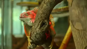 Bursa Hayvanat Bahçesi'nde Yeşil Iguana Popülasyonu Artıyor