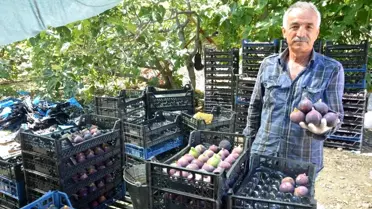 İbradı'da Siyah İncir Hasadı Tamamlandı