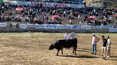 Ardanuç'ta Boğa Güreşi Festivali Tamamlandı