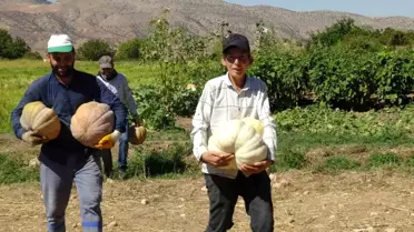 Gercüş'te Dev Bal Kabakları Hasat Edildi