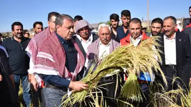 Karacadağ Pirincinde Hasat Başladı
