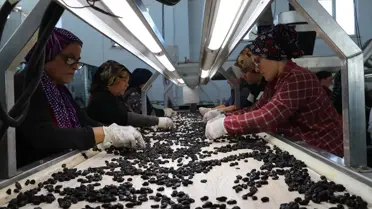 Kilis Horoz Karası Üzümü Kuru Gıda Olarak Pazarlanıyor