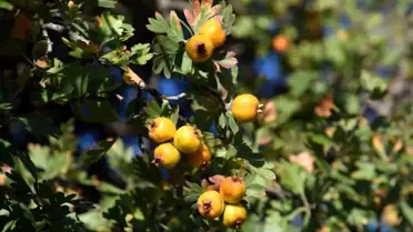Malatya'da Alıç Hasadı Devam Ediyor