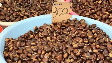Erfelek'te Kestane Hasadı Başladı