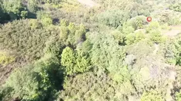 Sinop'ta Kestane Hasadı Başladı