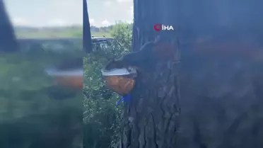 Sinop'ta Su İçen Sincap Görüntülendi