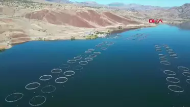 Sivas'ta Somon Hasadı Başladı