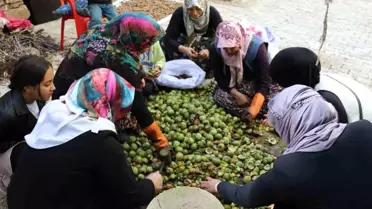 Çatak'ta Ceviz Hasadı Başladı