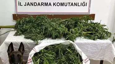Artvin'de Uyuşturucu Operasyonu