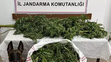 Artvin'de 15,5 kg Esrar Ele Geçirildi