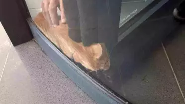 Döner Kapıya Sıkan Kedi Kurtarıldı