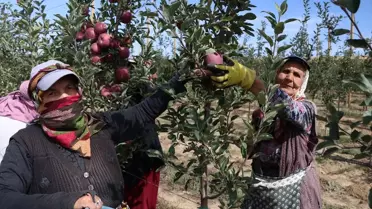 Niğde'de Elma Üretimi Düşüyor