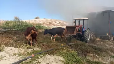 Selendi'de Ahır Yangını: Bir Yaralı, İki Hayvan Telef