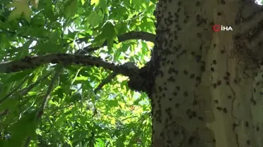 Ordu'da Kahverengi Kokarca ile Topyekun Kışlak Mücadelesi Başlıyor