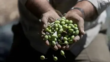 Filistinli Çiftçiler Zeytin Hasadında Saldırı Tehdidiyle Karşı Karşıya