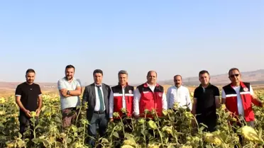 Batman'da Ayçiçeği Üretimi Yaygınlaştırılacak
