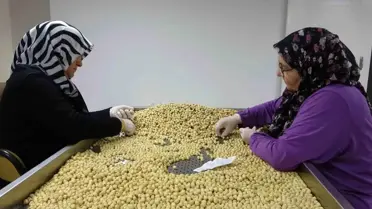 Karadeniz’de Fındık Devrimi