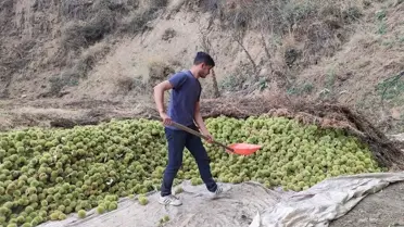 Ödemiş'te Kestane Hasadı Başladı