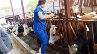 Evciler'de Şap Aşılama Kampanyası