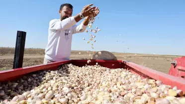 Aksaray'da Organik Sarımsak Dikimi Başladı