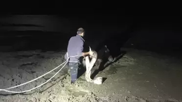 Yılkı Atı Bataklıktan Kurtarıldı