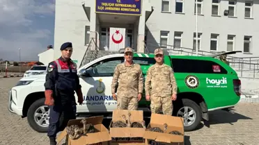 Yol Kontrolünde 6 Yavru Deve Kuşu Yakalandı