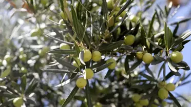 Gerçek zeytinyağı sahtesinden böyle ayırt edilebilir