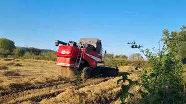 Sinop'ta Çeltik Hasadı Başladı