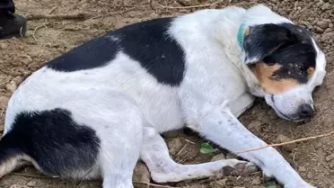 İstanbul'da ölen İnlizce öğretmenin köpeği mezarının başından ayrılmıyor 