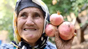 Kozan'da Kuytucak Narı Hasadı Başladı