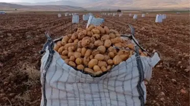 Malatya'da Patates Hasadı Başladı