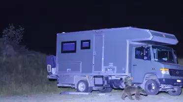 Nemrut Gölü'nde Ayılar Çöp Peşinde