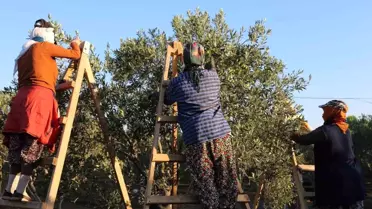 Altınova'da Geleneksel Zeytin Hasadı Yapıldı