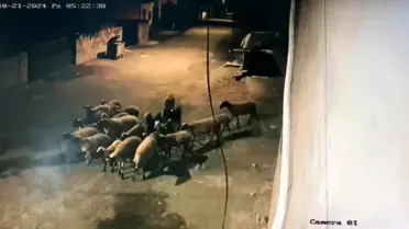 Hatay'da Depremzededen Hayvan Hırsızlığı