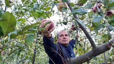 Feke'de Elma Hasadı Erken Başladı