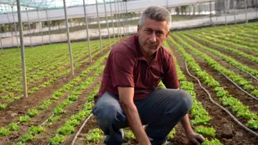 Bilecik'te 60 Milyon Kök Marul Ekim Yapıldı