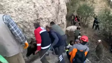 Siirt'te Mahsur Kalan 7 İnek Kurtarıldı