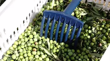 Zeytincilikte Yeni Rekor Beklentisi