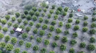 İnhisar'da Nar Hasadı Başladı: Rekolte ve Lezzet Yüksek